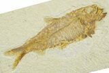 Detailed Fossil Fish (Knightia) - Wyoming #369426-1